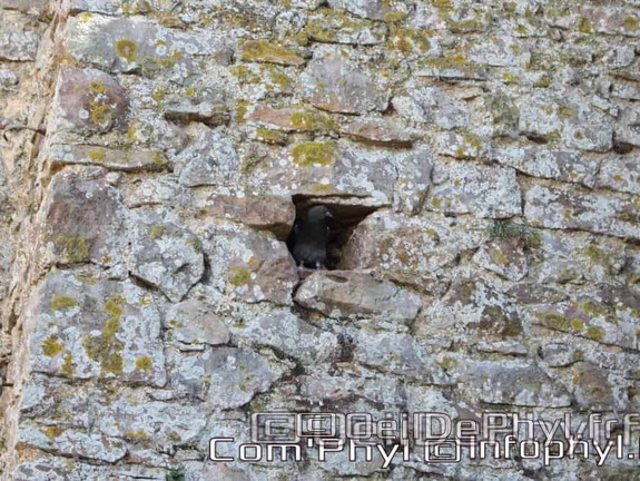 Église St Médard - Cheviré le rouge