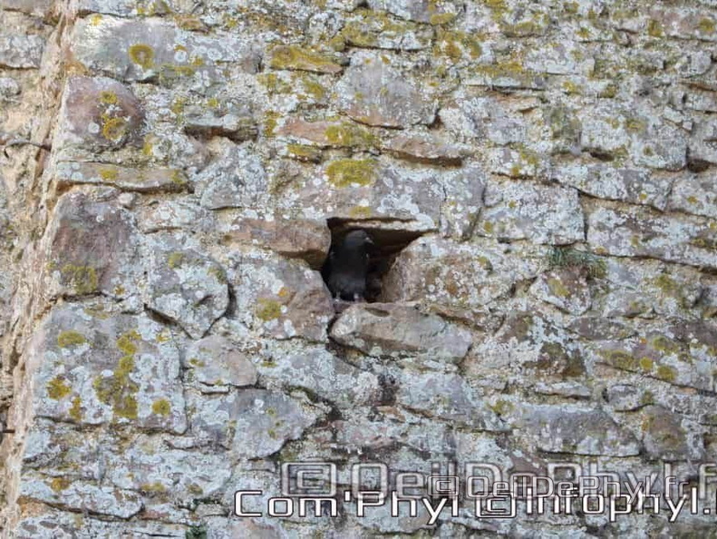 Église St Médard - Cheviré le rouge