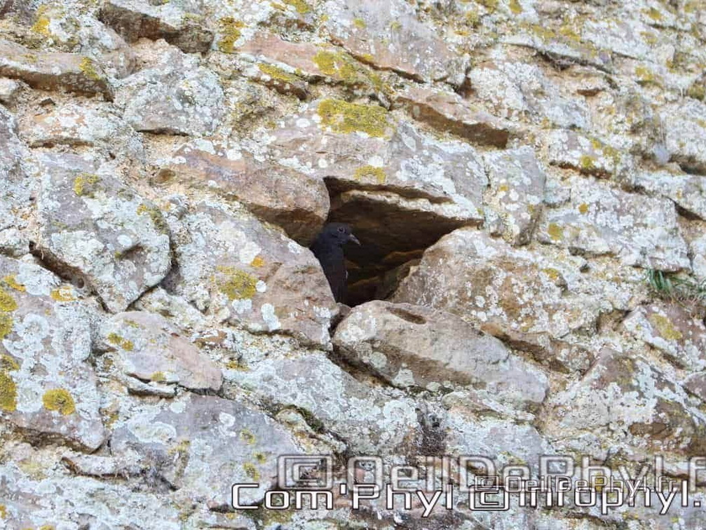 Église St Médard - Cheviré le rouge