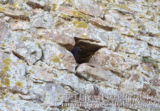 Église St Médard - Cheviré le rouge