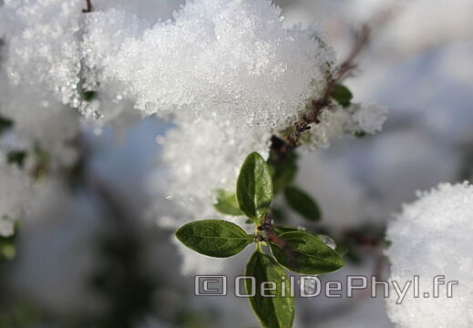 Neige de janvier 