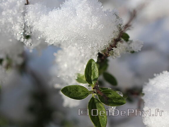 Neige de janvier 