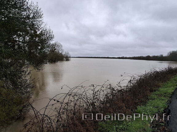 Le Loir - Rives du Loir en Anjou - Février 2026