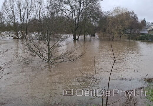 Le Loir - Rives du Loir en Anjou - Février 2026