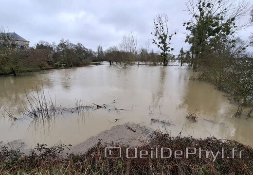 Le Loir - Rives du Loir en Anjou - Février 2026