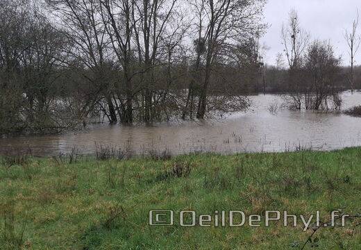 Le Loir - Rives du Loir en Anjou - Février 2026