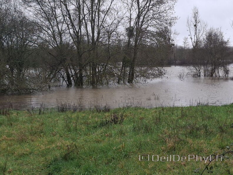 Le Loir - Rives du Loir en Anjou - Février 2026