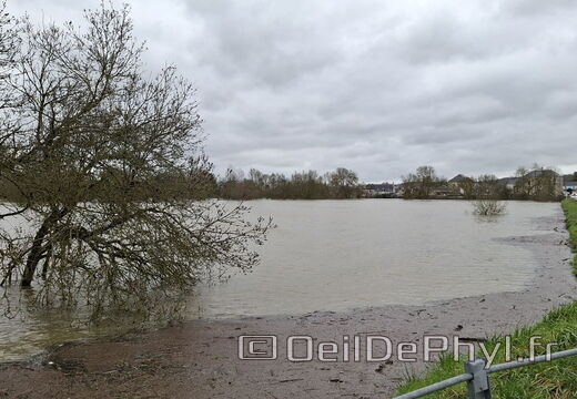 Le Loir - Rives du Loir en Anjou - Février 2026