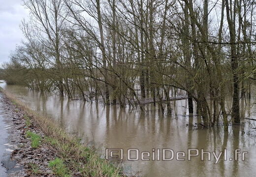 Le Loir - Rives du Loir en Anjou - Février 2026