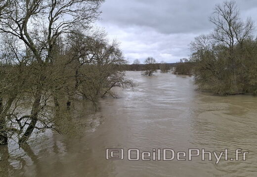 Le Loir - Rives du Loir en Anjou - Février 2026