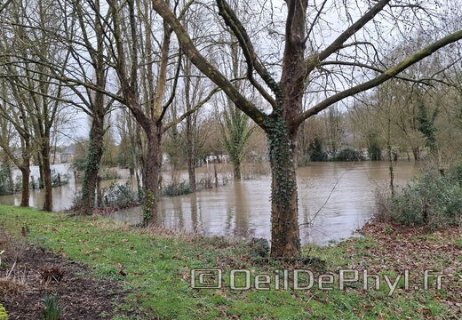 Le Loir - Rives du Loir en Anjou - Février 2026