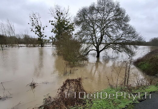 Le Loir - Rives du Loir en Anjou - Février 2026