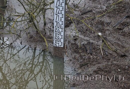 Le Loir - Rives du Loir en Anjou - Février 2026