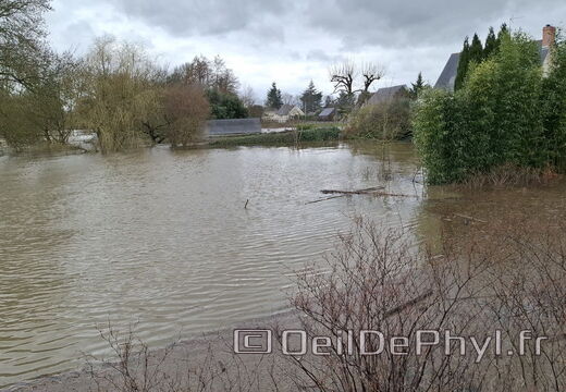 Le Loir - Rives du Loir en Anjou - Février 2026
