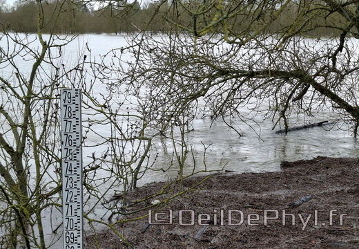 Le Loir - Rives du Loir en Anjou - Février 2026