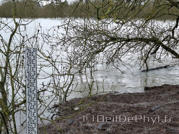 Le Loir - Rives du Loir en Anjou - Février 2026