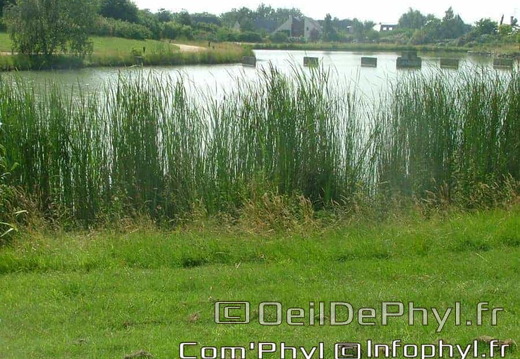 Château à motte - Saint Sylvain d'Anjou