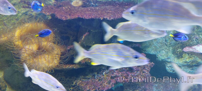 Aquarium-Croisic-20231007_135942-Odp-59.jpg