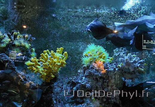 Aquarium du Croisic