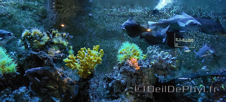 Aquarium-Croisic-20231007_142141-Odp-60.jpg