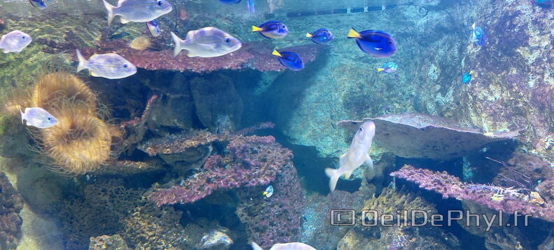 Aquarium-Croisic-20231007_135854-Odp-57.jpg