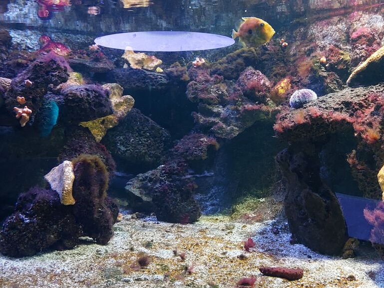 Aquarium du Croisic