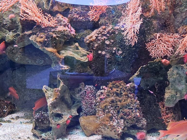 Aquarium du Croisic