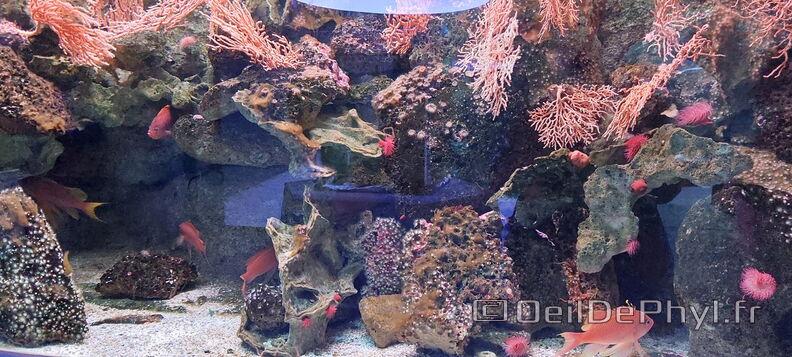 Aquarium-Croisic-20231007_142924-Odp-53.jpg