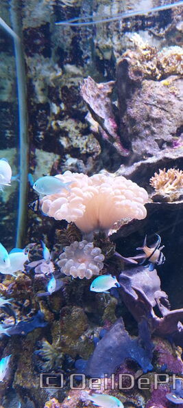 Aquarium-Croisic-20231007_140245-Odp-45.jpg