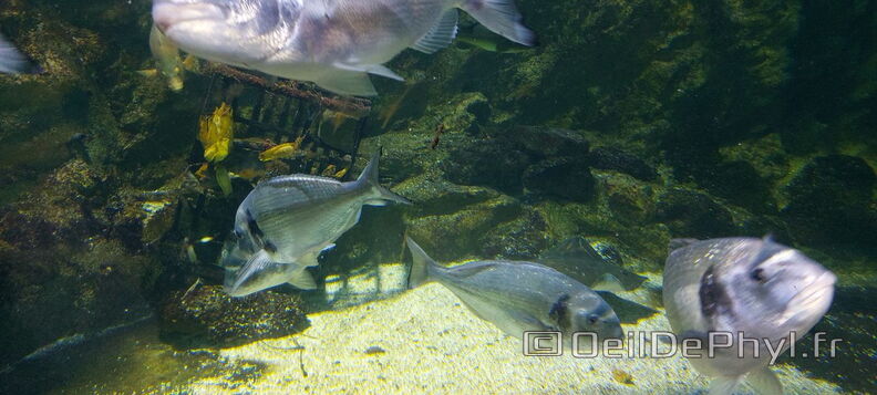 Aquarium-Croisic-20231007_142734-Odp-47.jpg