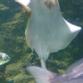 Aquarium-Croisic-20231007_142739-Odp-48.jpg
