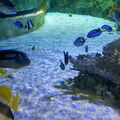 Aquarium-Croisic-20231007_140034-Odp-39.jpg