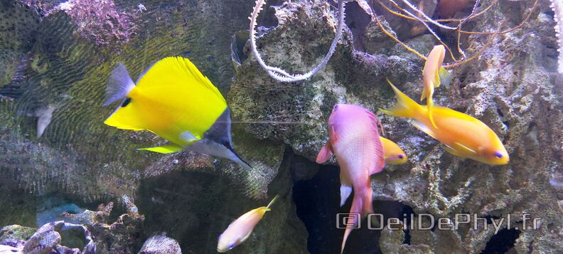 Aquarium-Croisic-20231007_140153-Odp-42.jpg