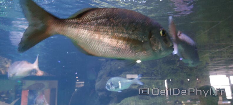 Aquarium-Croisic-20231007_134306-Odp-31.jpg