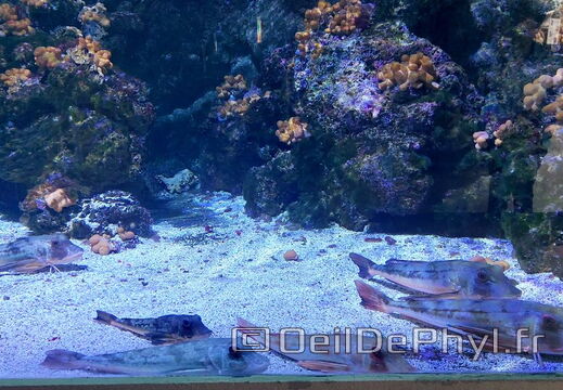 Aquarium du Croisic