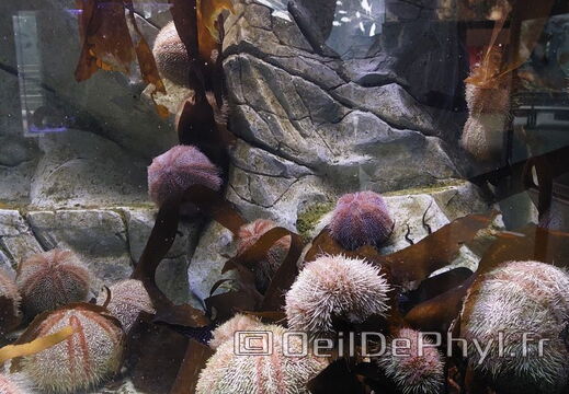 Aquarium du Croisic