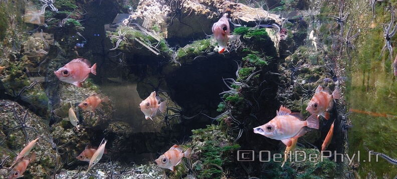 Aquarium-Croisic-20231007_134514-Odp-36.jpg