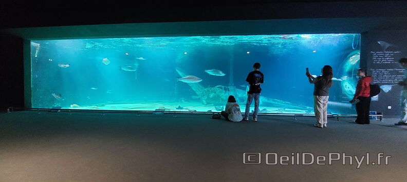 Aquarium-Croisic-20231007_154437-Odp-23.jpg