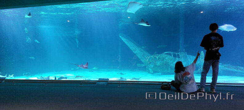 Aquarium-Croisic-20231007_154451-Odp-24.jpg