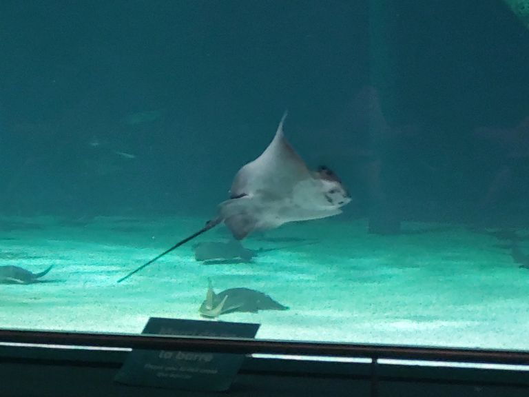 Aquarium du Croisic