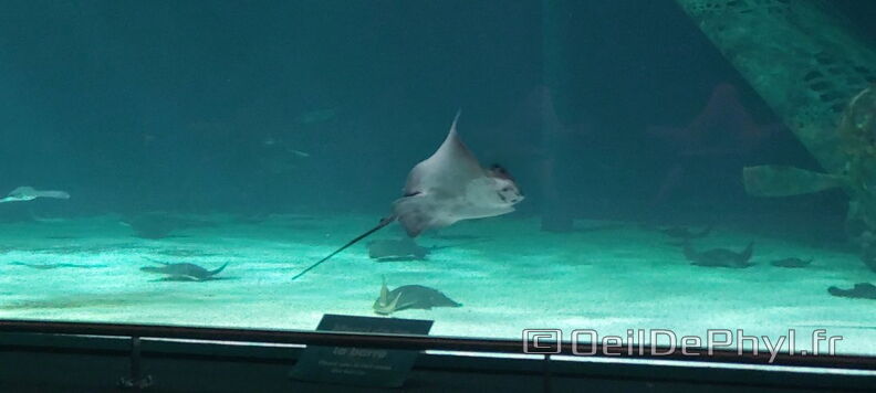 Aquarium-Croisic-20231007_154643-Odp-28.jpg