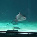 Aquarium-Croisic-20231007_154643-Odp-28.jpg
