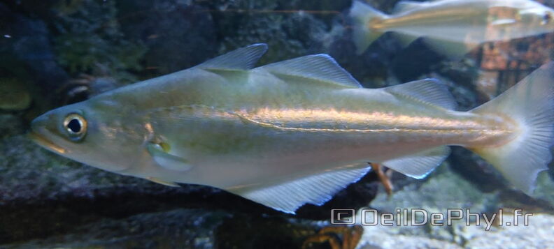 Aquarium-Croisic-20231007_141700-Odp-14.jpg