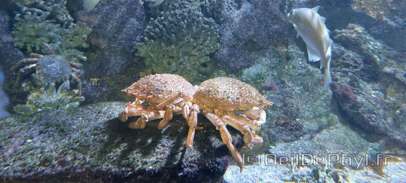 Aquarium-Croisic-20231007_141705-Odp-15.jpg
