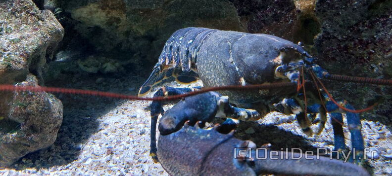 Aquarium-Croisic-20231007_141818-Odp-17.jpg