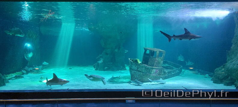 Aquarium-Croisic-20231007_144327-Odp-20.jpg