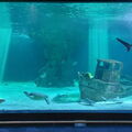Aquarium-Croisic-20231007_144327-Odp-20.jpg