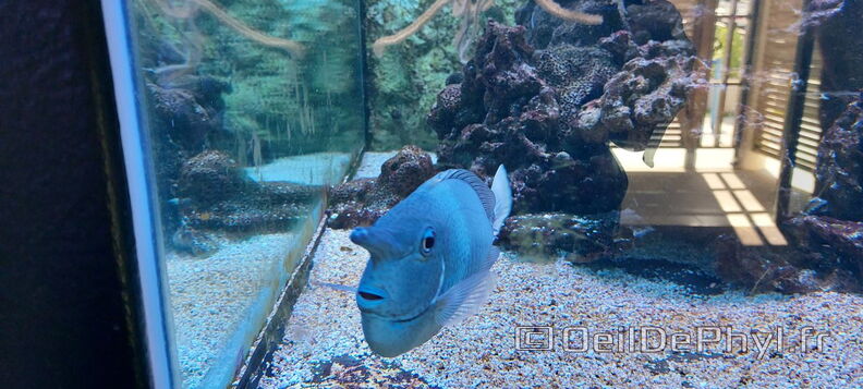 Aquarium-Croisic-20231007_140648-Odp-08.jpg