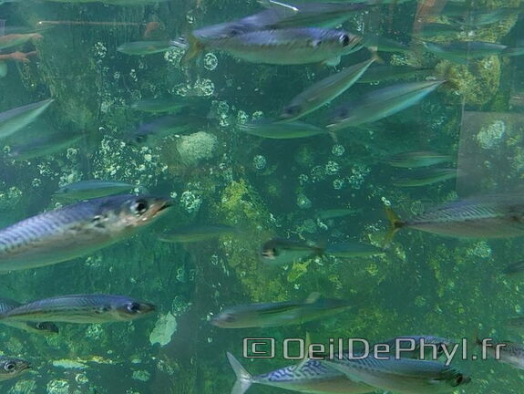Aquarium du Croisic