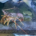 Aquarium-Croisic-20231007_141642-Odp-12.jpg